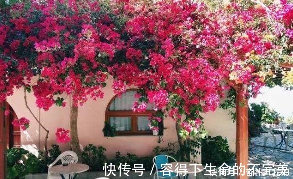 她在院里养了一种花,3年之后美如画,见到的人都说像仙境!