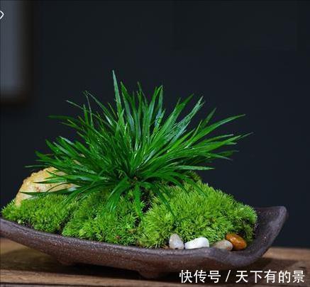 干旱|3种“野草”，挖回家里做“盆景”，价格飙升，仿古大气，别错过