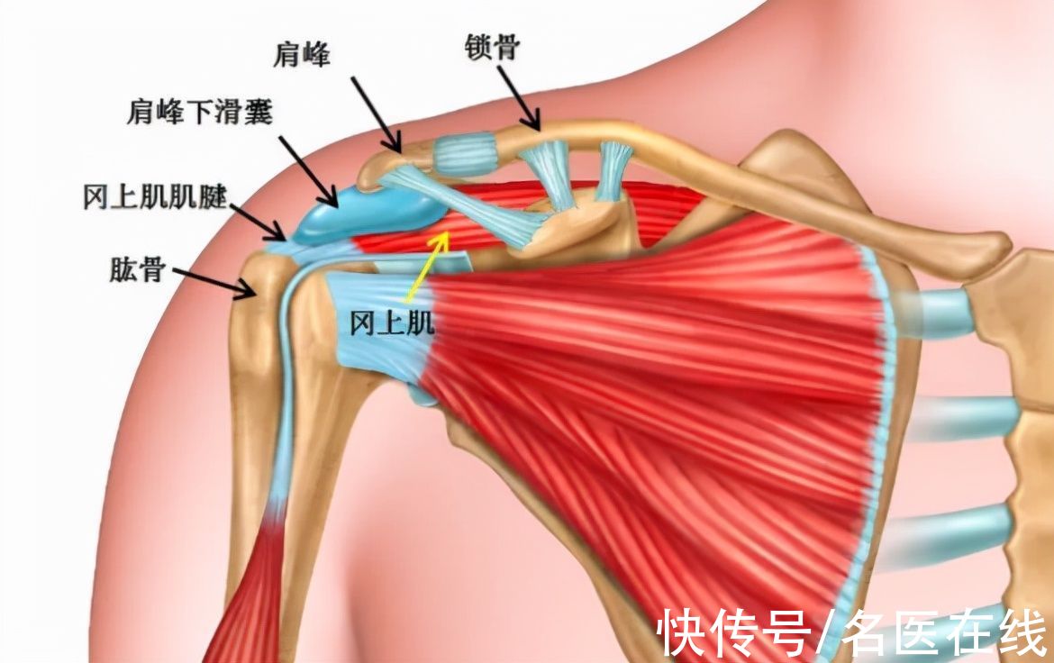 肩周炎|肩周炎到底是怎么回事？三分钟解析清楚