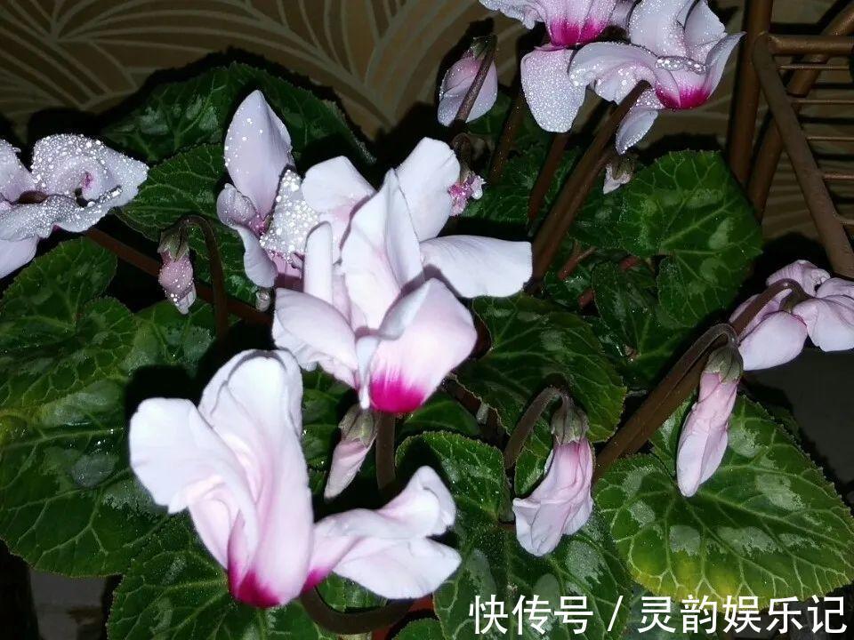 6种花一天不浇水,叶子就耷拉,缺水3天就死翘!