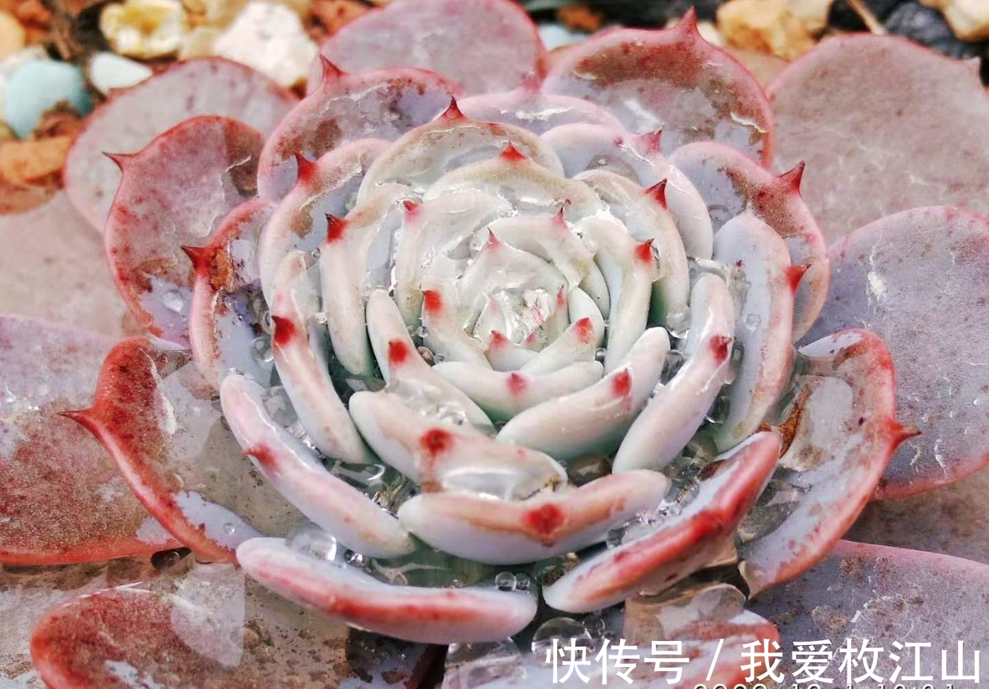 用泡沫箱来养多肉老桩?只要我们把细节做好,同样可以养出状态来