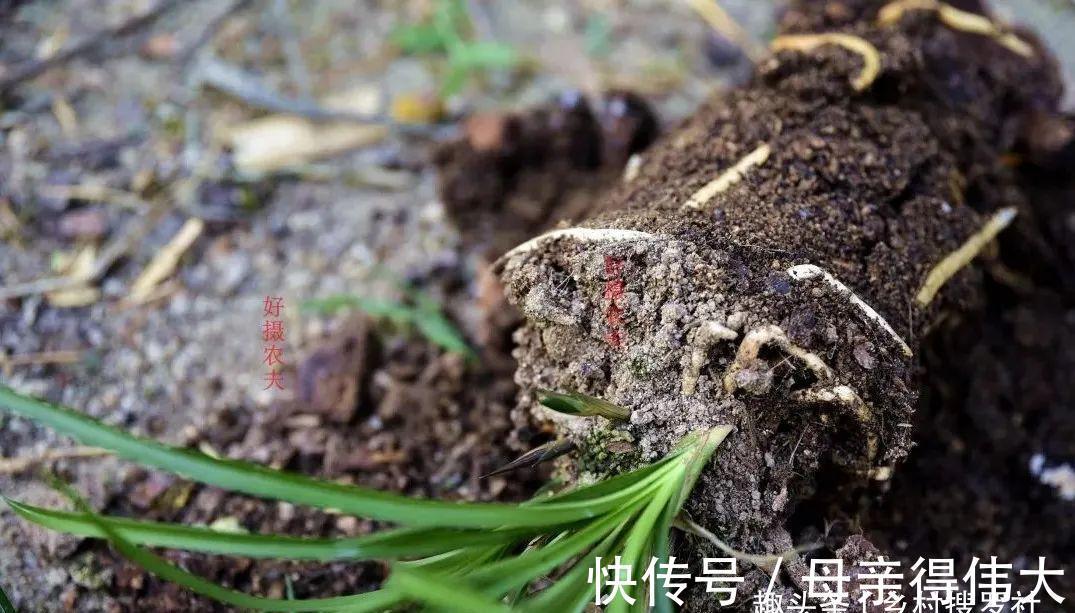 兰菌|松针土的秘密,不在松针,也不在土,很多人种植兰花都用错了