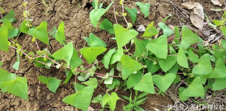 民间|农村这种野草,蛇见了就跑,人称“蛇倒退”,却是民间的治病良药