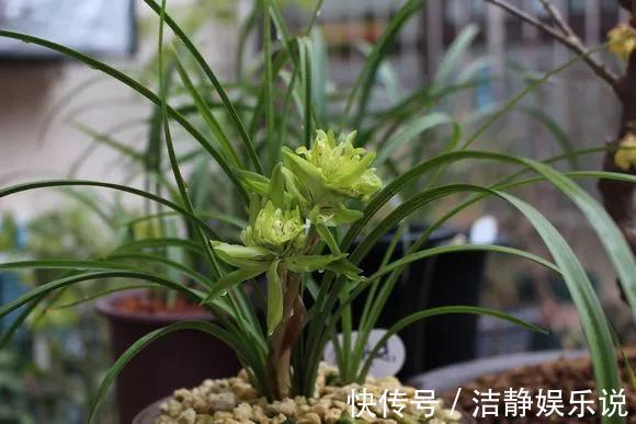 3种花“品味高”,放在家里有档次,格调高雅都说好看!