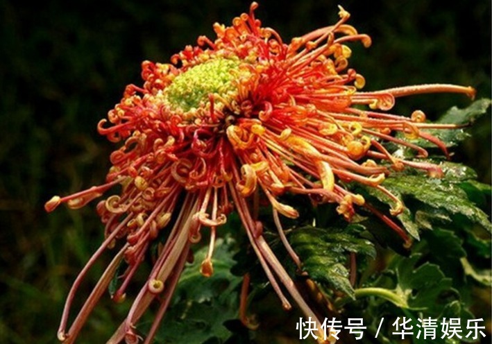 此菊，花开似“凤凰起舞”，属“十大名菊”，绚丽多姿，开花爆盆
