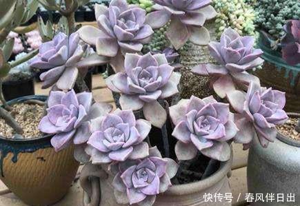 花友会|夏天多肉总是掉叶子？3个原因引起，及时了解预防，肉肉安全度夏