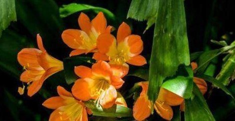 君子兰烂心要死了别扔,教你一招,分分钟满血复活