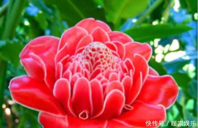 养人又旺财的“4种花”,满屋子飘香,漂亮又好养!