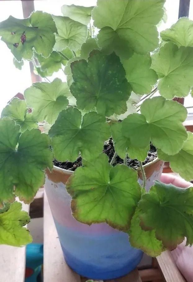 虎皮兰,红掌,吊兰养成老桩,变成大树,真壮观