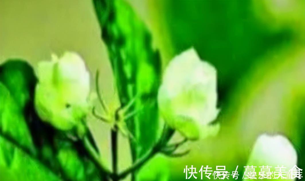 补血|女性气色差需调养,常吃3种食物,滋阴润燥,补血养气,排出毒素