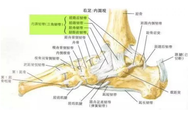 潍坊市中医院东院区康复中心|踝关节反复扭伤怎么办？潍坊市中医院东院区康复中心来支招