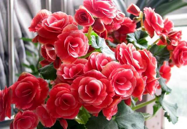 此盆栽花朵鲜艳硕大,一年开花6个月,是观赏花卉中的佳品