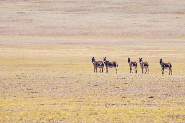 这里是长江、黄河和澜沧江的发源地，中国第一个国家公园