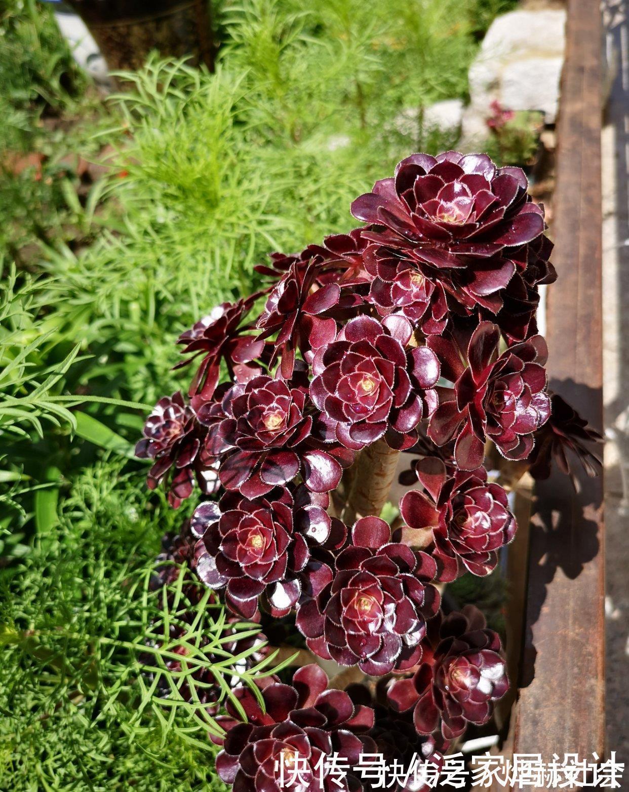 水雾|夏天温度高,不要给这“三多肉”喷水,否则易黑腐,直接化成水