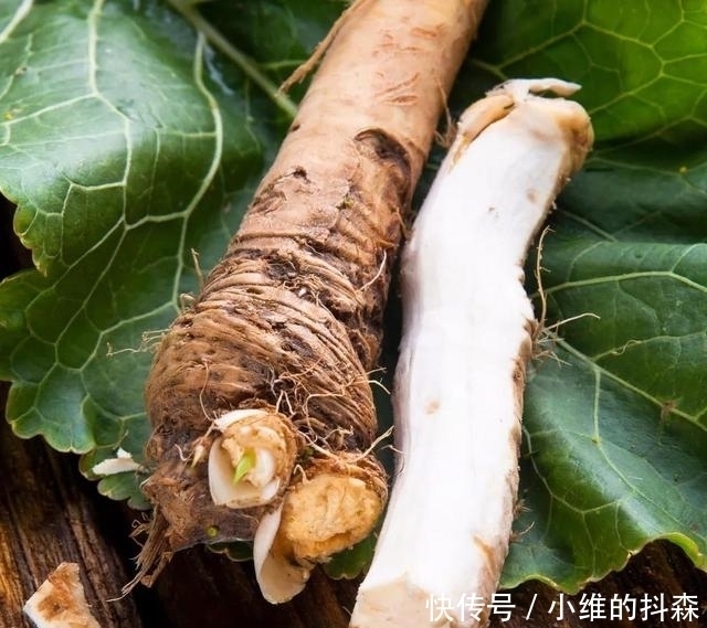 生长|芥末是一种酱料吗?错了,它其实来自一种植物,很多人不知道