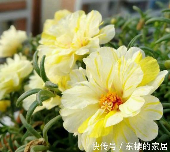 季节|农历7月1号起，最适合养这些花，花大美丽，芬芳馥郁，多季节开花
