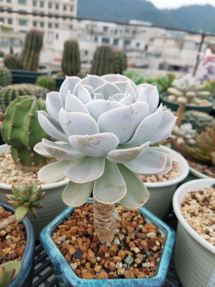 养肉三年,分享养肉经验,谈谈适合逆开挂区的多肉!