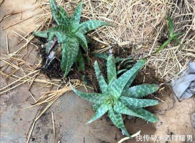 花市垃圾桶内捡1堆花，回来处理一下，就能养成漂亮的盆栽！