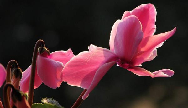 4种花，花期很长，养在家里细心呵护，才能开得更美