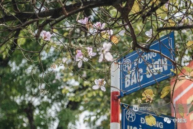 河内有一大片粉紫色花海，错过又要等一年