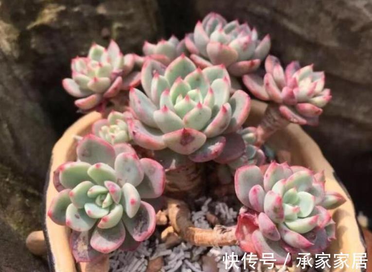 修剪|入秋后，换盆少做1件事，换了也白换，花花一年不长个