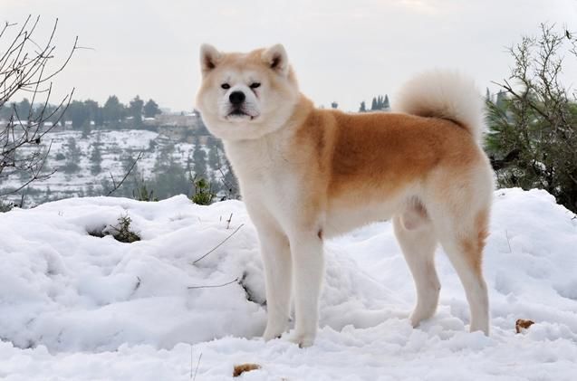 日本秋田犬有个美国兄弟 都是秋田犬 美国秋田犬却差点不被承认 快资讯