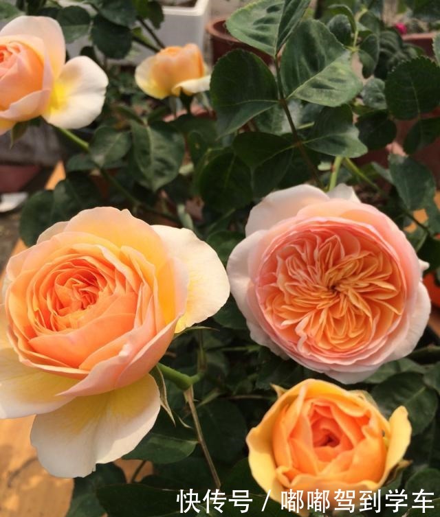 此花是世界名花,曾价值不菲,今天很便宜,四季开花,是盆栽佳品!