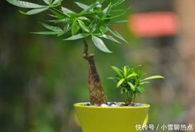 养花别乱养,5种花‘镇宅旺财‘