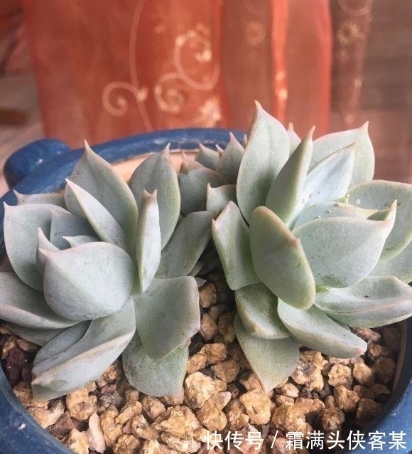 新手|这些价格便宜的多肉,好养,容易出状态,最适合新手花友养