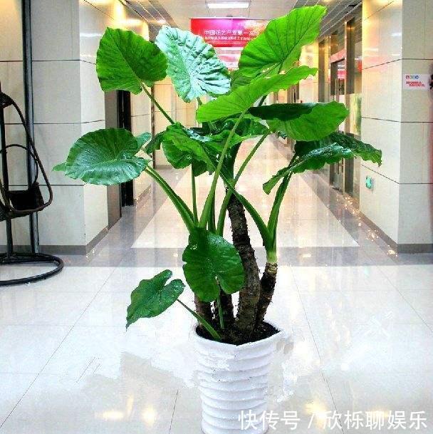 滴水观音|5种多肉有点毒,养在家里不安全,家里有孩子,赶快扔出去