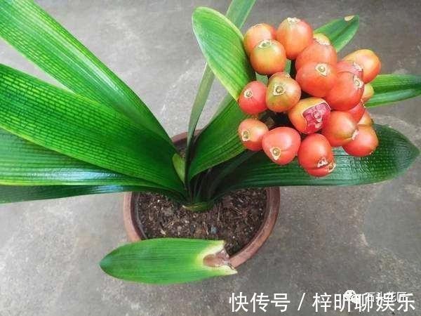 茂密|养君子兰，盆底垫点“小东西”，长的根粗、叶绿，花朵碗口大