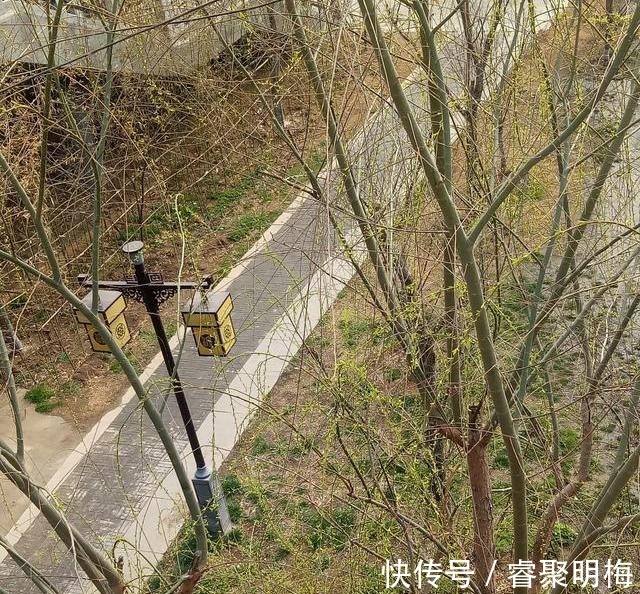 繁荣|洛阳隋唐时期八大景之一“铜驼暮雨”如今在老城瀍河桥头复活