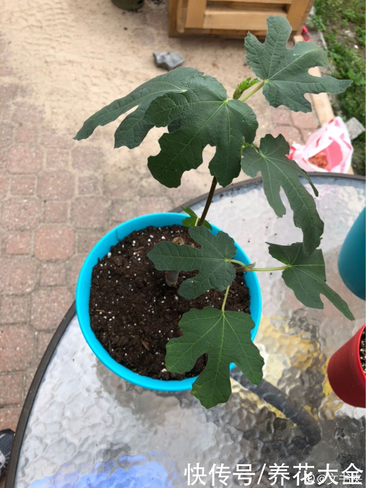 石榴树|2种果树，不仅能结果，修剪好了还能做盆景