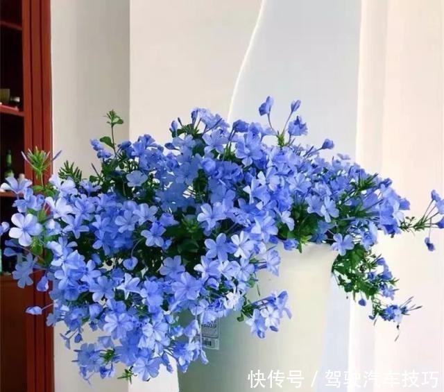 这8种懒人花,花期长,好看又好养!这8种懒人花,花期长,好看又好养!