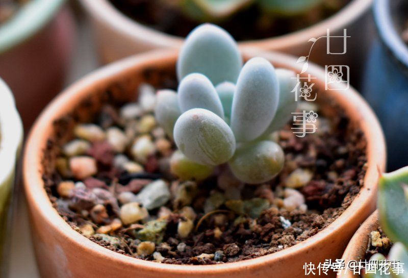 好心|多肉上盆后，新手喜欢拔苗助长，以为是“好心”，结果肉肉没服盆