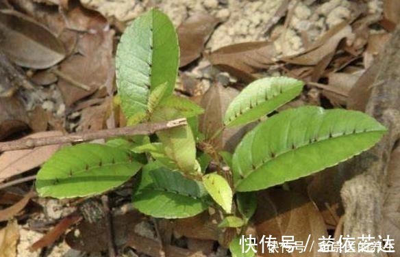 药材|农村一种“树”,全身都是刺,野外挖棵老桩树,能做精美盆景树!