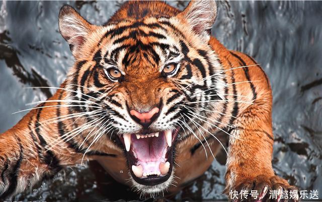 不同年份出生的属虎人,性格与运势大不