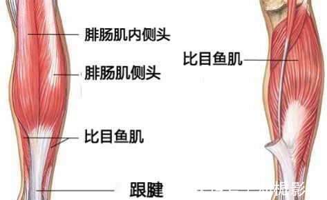 腓肠肌|练瑜伽下犬式脚跟无法触地?这些解剖常识你要知道!