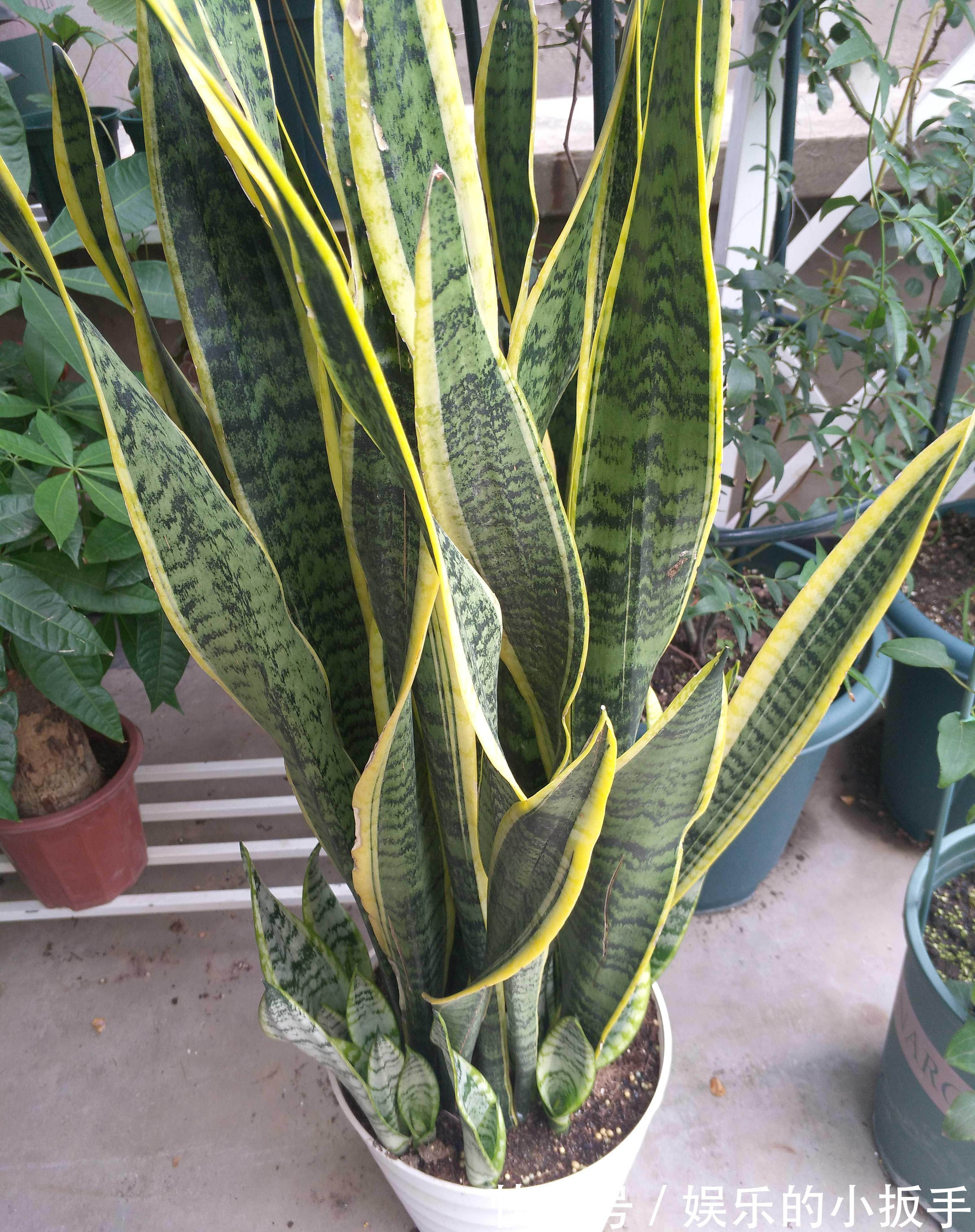 虎皮兰不冒小芽长势慢，改善养殖方法，出芽多，一盆变多盆