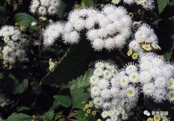 紫茎泽兰 另一类的美丽 快资讯