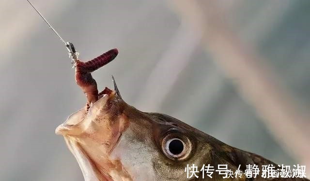 冬钓想要有鱼口,一动不如一静,冬钓想要有渔获,一静不如一动