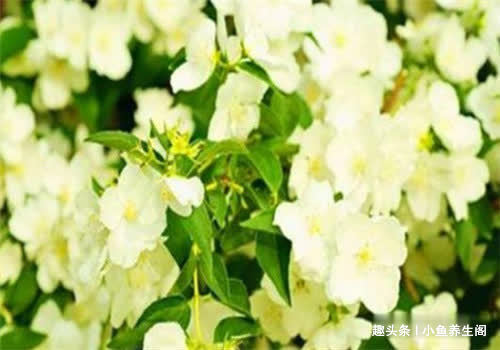 食物|冬天女性可以坚持吃4种食物,排出毒素,净化血液,滋养女性子宫