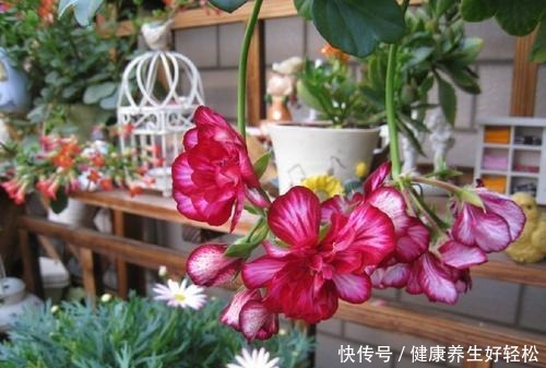 生活里常见的3种垃圾，却是养花的顶级原料，你疏忽它们了吗！