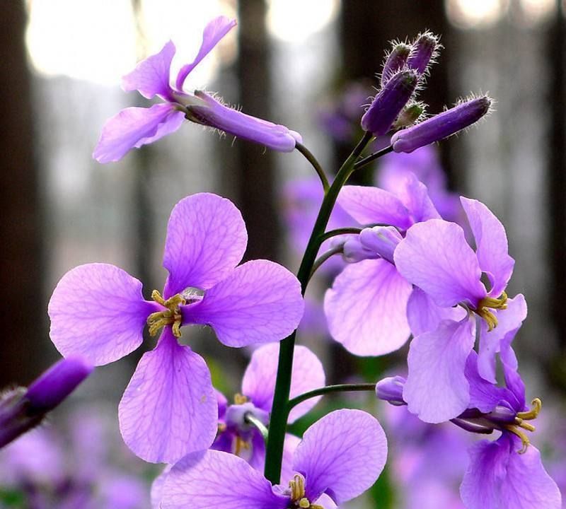 养花试试这款,紫色小花会自下而上开花非常美丽