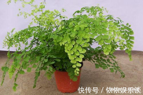 养3种“吸毒草”，客厅养2盆，吸走“二手烟”，身体健康！