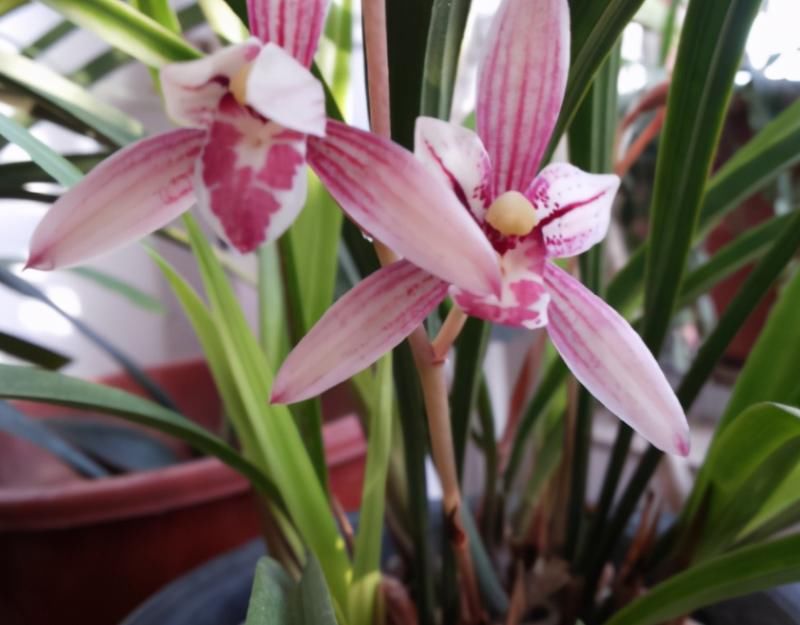 市长红，1款被名字耽误的兰花，开花勤，香味浓郁