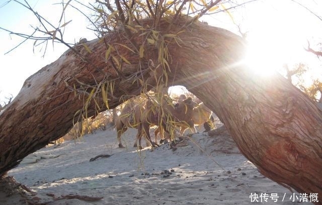 可恨|我的懦弱比他的不知所措更可恨