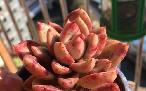 多肉养不好？2个原因导致，及时改正长得旺，一年四季都很美！