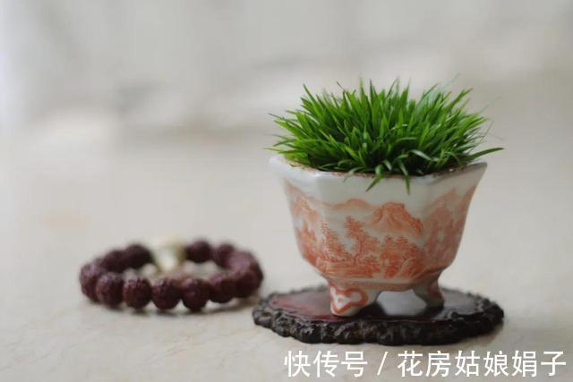 它位列“花草四雅”，耐阴能力强，室内光照不好也能养好