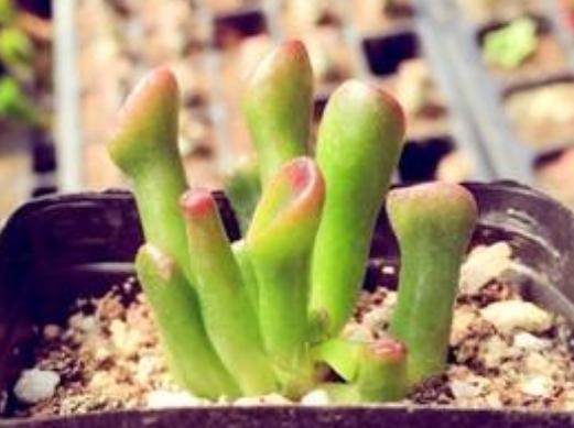 多肉吸财树天热怎么养掌握3方面，翠绿的叶子''红''了